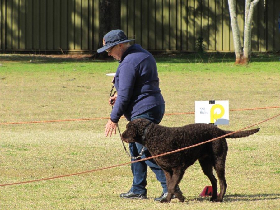 IMG_0160 Toowoomba Dog Obedience Club Inc