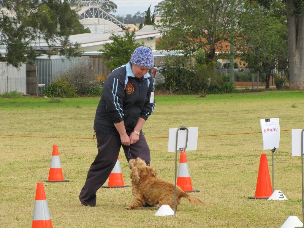 IMG_0178 - Toowoomba Dog Obedience Club Inc