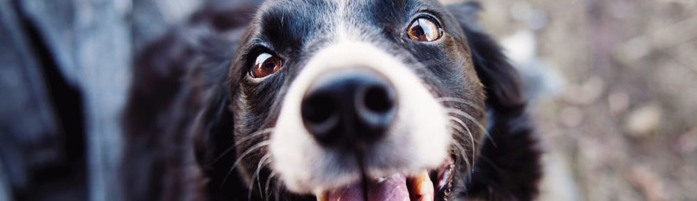 Toowoomba Dog Obedience Club Inc